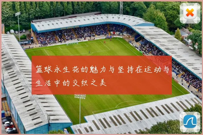 篮球永生花的魅力与坚持在运动与生活中的交织之美